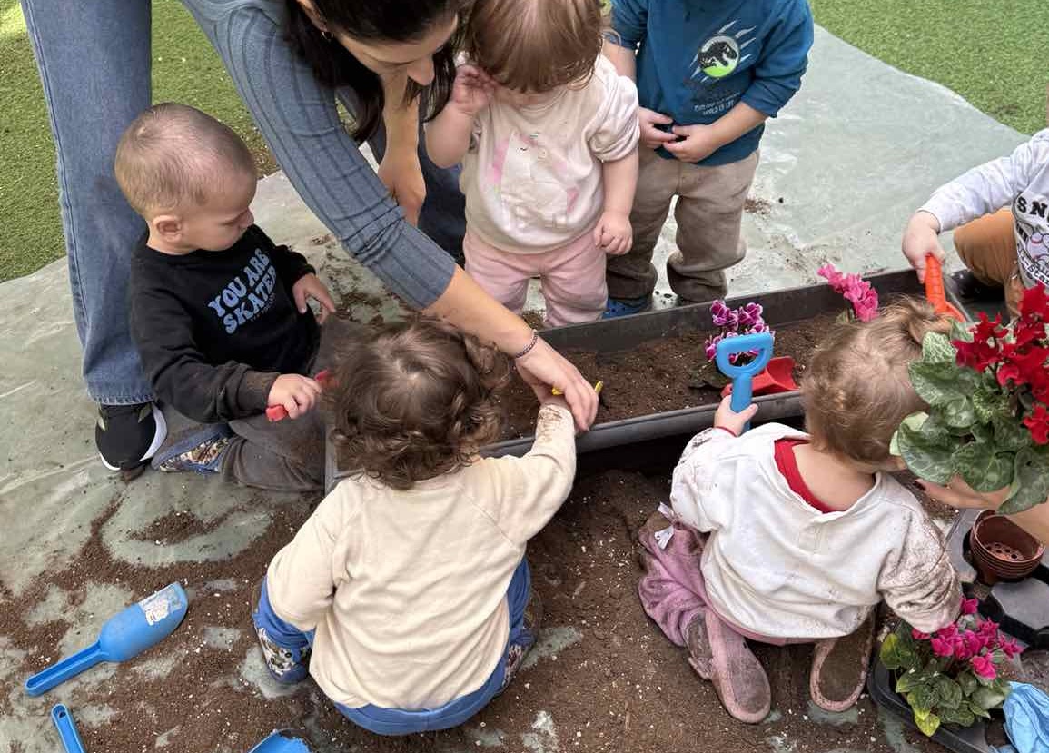 Ηλιαχτίδα Στοργή - Κηπουρική